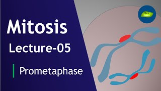 Mitosis Lecture05  Prometaphase  Mitosis  Cell Division  Cell Biology  Basic Science Series [upl. by Eanar742]