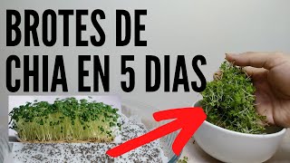 ☘️ COMO HACER BROTES DE CHIA EN CASA DE FORMA FÁCIL SALUDABLES Y SABROSOS [upl. by Zsa Zsa669]