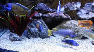 Malawi Cichlid Aquarium [upl. by Sreip]