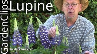 Lupine  Lupinus species  How to grow Lupines lupine [upl. by Ettecul493]