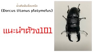 ด้วงคีมฟันเลื่อยเหนือ Dorcus titanus platymelus แนะนำด้วง101 ด้วงคีม ด้วง beetle stagbeetle [upl. by Villada]