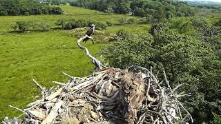 Bywyd Gwyllt Glaslyn Wildlife  Ffrwd Byw  Live Stream 2 [upl. by Ermine]