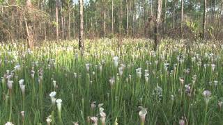 Sarracenia leucophylla at Splinter Hill Bog Preserve Alabama [upl. by Poore]