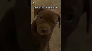 Ele faz cocô de um jeito diferente memes dog [upl. by Erehs]