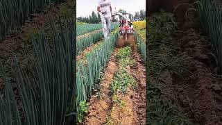 Drainage ditch making process for green onion field [upl. by Nossaj446]