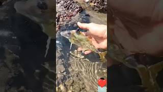 small actions big impact rescuing fish stranded on the shore 🐠 [upl. by Onitnatsnoc]