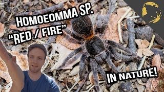 Homoeomma Red Fire Tarantula in the nature What a name [upl. by Mcgray]