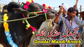 Gondal Mandi Attock Latest Update June 2023  Desi Bail Qurbani Bakra Eid [upl. by Akinoj]