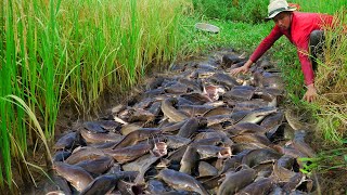 I Catch a lots Catfish in fresh water at field [upl. by Igal]