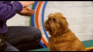 How to Pick a Training Class  Dog Training [upl. by Allets]