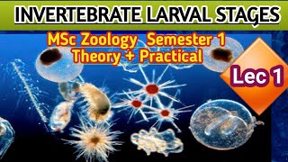 Invertebrate larval stages lecture 1 theory and practical M Sc zoology semester 1 Magdh University [upl. by Longan]