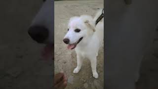 Spitz dog subscribe like puppy doglover [upl. by Yellas]