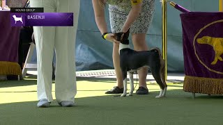 Basenjis  Breed Judging 2023 [upl. by Ivey]