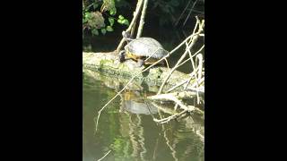 Schildpad op je pad [upl. by Erle]