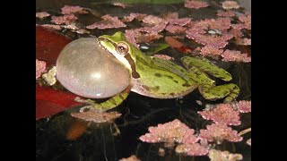 Frogs Eating Earthworms Tree Frogs Calling and Tadpoles Swimming [upl. by Ennahoj464]