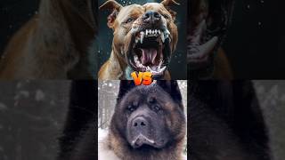 Bull dog VS Wolf dog  Kangal VS Doberman [upl. by Nayllij]