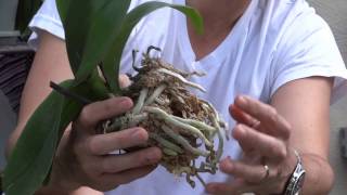 How To Replant Orchids [upl. by Eniala]