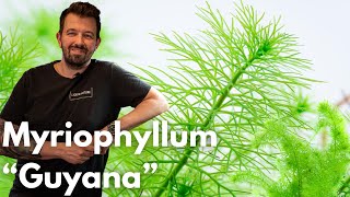 Myriophyllum “Guyana”  Liquid Nature Pflanzenvorstellung [upl. by Atyekram]