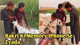 Bakri Ki Memory iPhone Se Zyada 📱🐐😨😡 [upl. by Roshelle446]