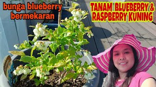 TUTORIAL TANAM POHON BUAH FRAMBOOS KUNING DAN BLUEBERRY SEBELUM MUDIK INDONESIA [upl. by Ran]