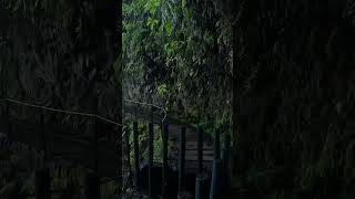 Waterfall walk  Levada Faja do Rodrigues PR16 madeira hiking gopro goprohero10 travel [upl. by Fahy]