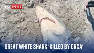 Great white shark killed by orca washes up on Australian beach [upl. by Toomay]