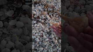 Sanibel Island  Virtual Shelling Finding A Welk Shell [upl. by Gilson]