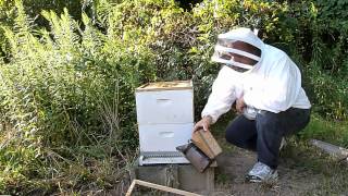 Performing an ApiGuard Varroa Mite Treatment [upl. by Kurth]