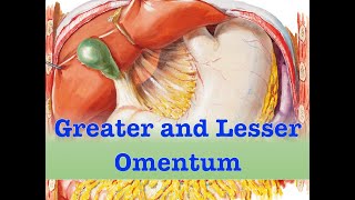 Greater and Lesser Omentum [upl. by Lustig]