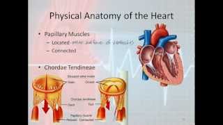 Basic Electrophysiology part 1  Mechanical Anatomy of the Heart part 1 [upl. by Malloch]