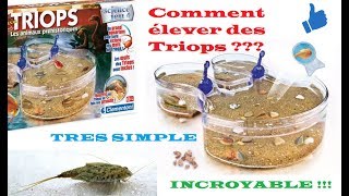 TUTO  Comment élever des Triops dans un aquarium  Les animaux préhistoriques à la maison [upl. by Nosilla]