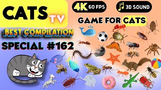 CAT Games  Ultimate Cat TV Compilation Vol 162 ✅ Episode SPECIAL ✅ 8 HOURS 🐝🐞🦋🦎🦜🐜🐭🧵 [upl. by Esenwahs]