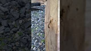 Ichneumon wasp laying eggs in maple log [upl. by Tnahs]