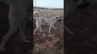 kangaldog doggerel dog doglover subscribe aboneol [upl. by Rance]