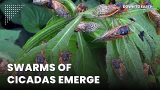 The emergence of cicadas in 2024 will rewire ecosystems [upl. by Chapen]