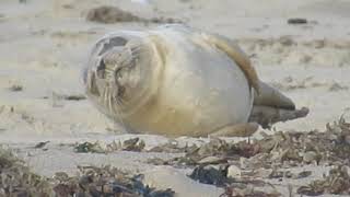 Seal Pup at Winterton Dunes Norfolk UK [upl. by Englebert]