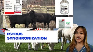 VET ENDO  Estrus Synchronization in Cattle  Student Output [upl. by Trust716]