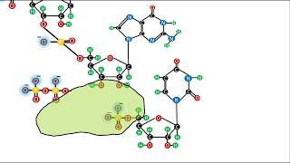 Bioquímica  Ácidos Nucleicos  El enlace fosfodiéster [upl. by Disharoon]