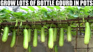 How to Grow Gourds at Home  FULL INFORMATION [upl. by Avlis342]