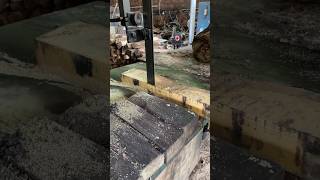 Tree Sawing 👌shortstreecutting viralvideo woodcutter chainsaw mp4 [upl. by Wehttan]