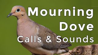 Mourning Dove Calls and Sounds 2024  The THREE noises these birds make [upl. by Gnoix948]