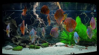 Stendker Discus Tank Long extended Video Version of Reg Wilsons Tank [upl. by Aiken512]