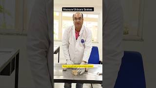 Human Urinary System anatomy urinarysystem afmc neetpg neet neetug [upl. by Shani]