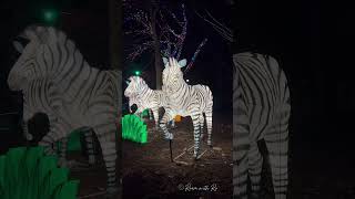 ZooLights✨💫zoo lights winter activity explore dc trending youtubeshorts shorts fyp [upl. by Aicnorev]