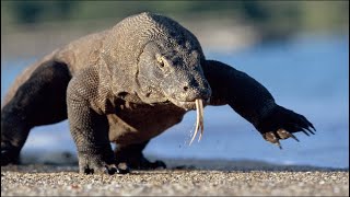 Qué Pasa con los Dragones de Komodo l Mini Documental [upl. by Selij]