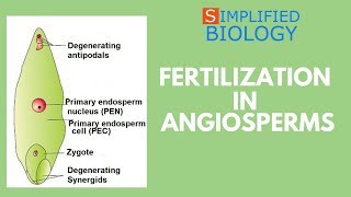 FERTILISATION IN ANGIOSPERMS for NEET AIIMS AIPMT JIPMER PREMED [upl. by Melly]