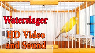 Master Malinois Waterslager canary singing  Canary’s most powerful song  کناري وتر سلاجر [upl. by Dallon441]