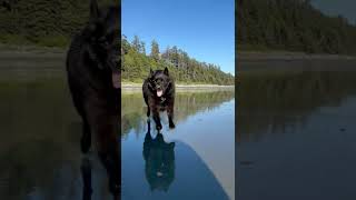 Funny Schipperke Dog Runs Into Camera [upl. by Aneri]