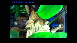 Poison Dart Frogs Dendrobates azureus [upl. by Lyda]