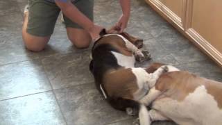 Basset Ear Cleaning Joys [upl. by Uella]